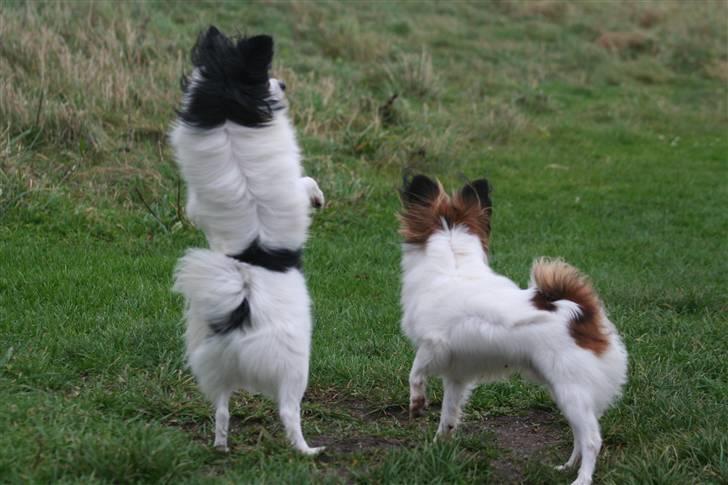 Papillon Axa's kejser - uha der er en flot dame .. hehe  billede 12