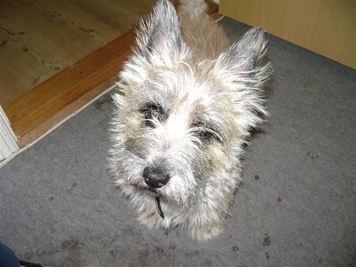 Cairn terrier Max R. I. P.  - Jeg skal snart klippes ved mine øjne, så jeg kan se noget billede 12