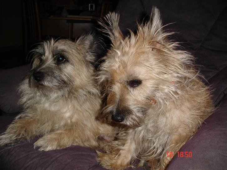 Cairn terrier Max R. I. P.  - Mig og min halvsøster, som også bor her billede 15