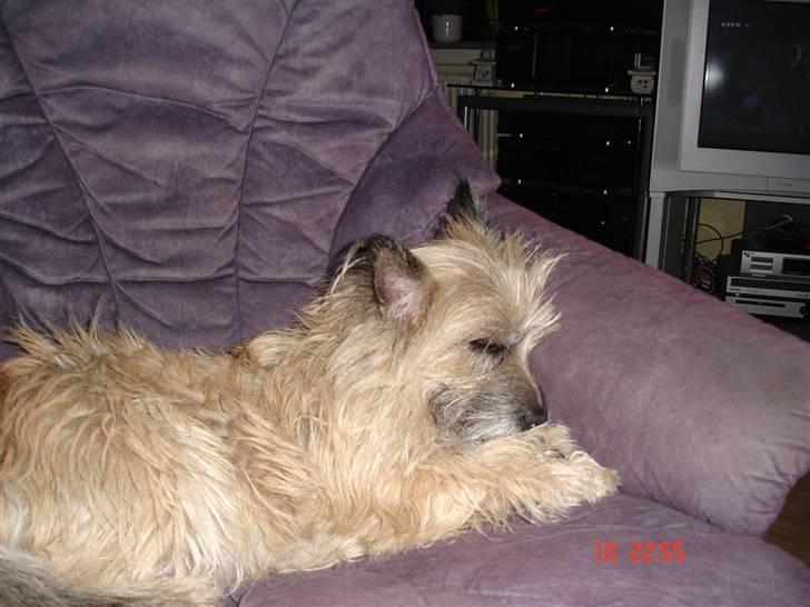 Cairn terrier Max R. I. P.  - Rart med en blød pude billede 16