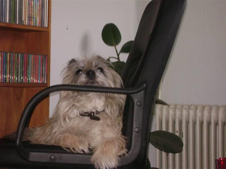 Cairn terrier Max R. I. P.  - En af mine nye fiduser igen billede 17