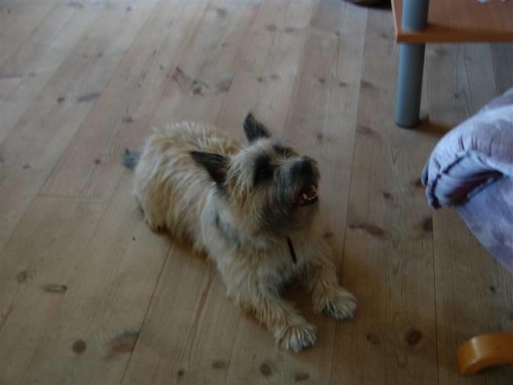 Cairn terrier Max R. I. P.  - Skal vi ha mad, jeg elsker mad billede 18