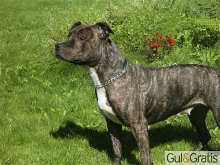 Amerikansk staffordshire terrier TILLE ***RIP*** billede 1