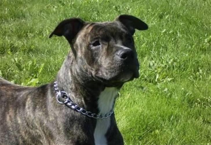 Amerikansk staffordshire terrier TILLE ***RIP*** billede 2