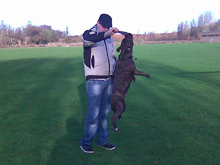 Amerikansk staffordshire terrier TILLE ***RIP*** billede 3