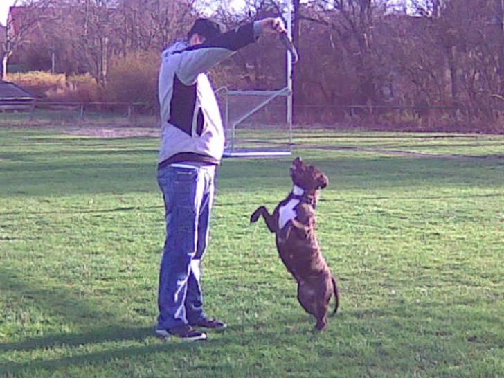 Amerikansk staffordshire terrier TILLE ***RIP*** billede 4