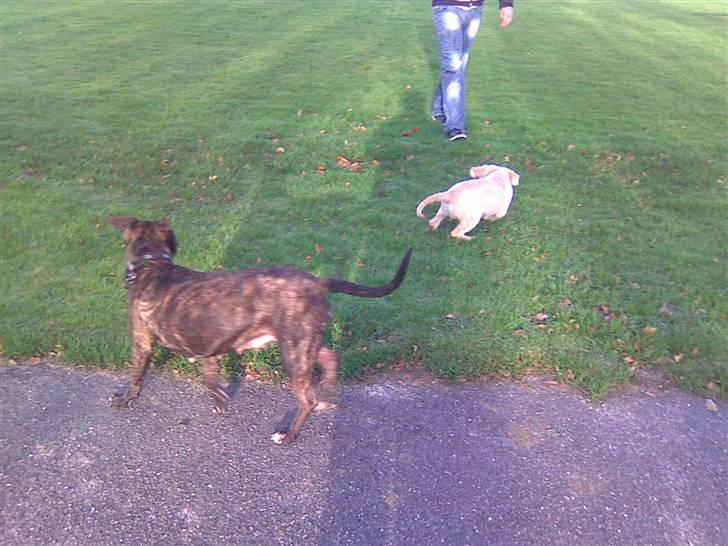 Amerikansk staffordshire terrier TILLE ***RIP*** billede 5