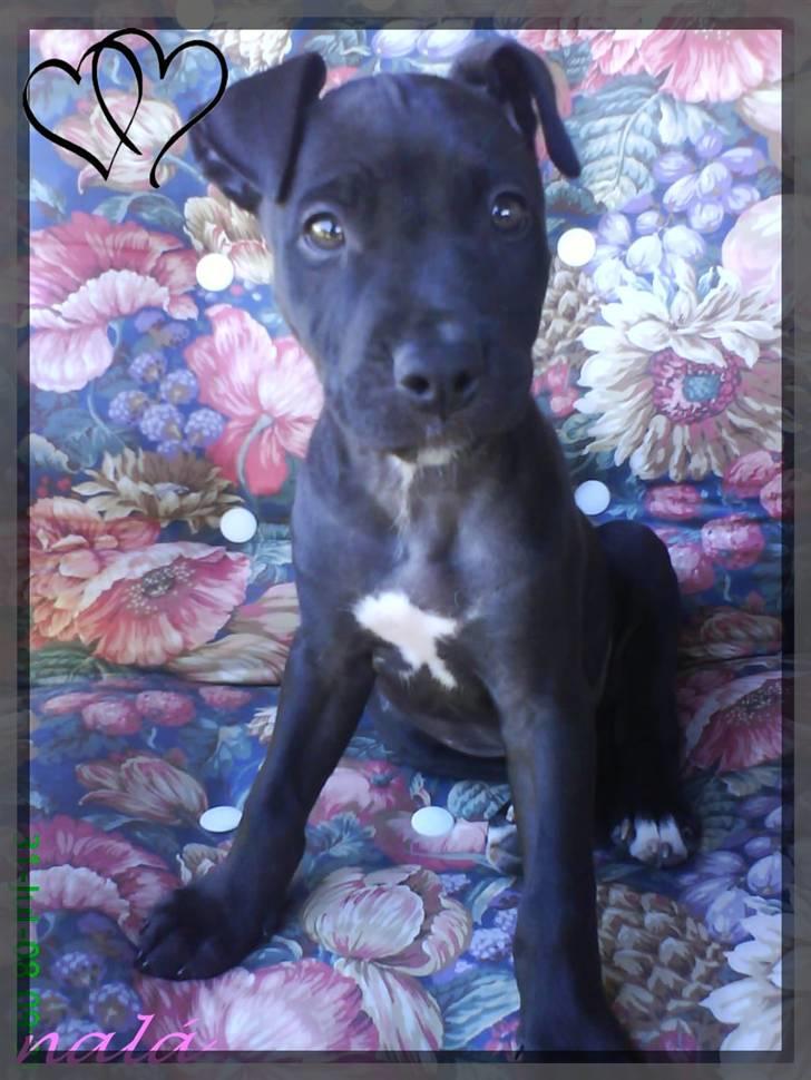 Amerikansk staffordshire terrier - nála - sómmer 08.  billede 1