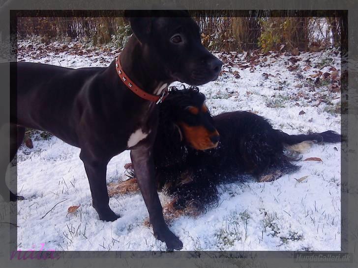 Amerikansk staffordshire terrier - nála - førsté sne (:  billede 2