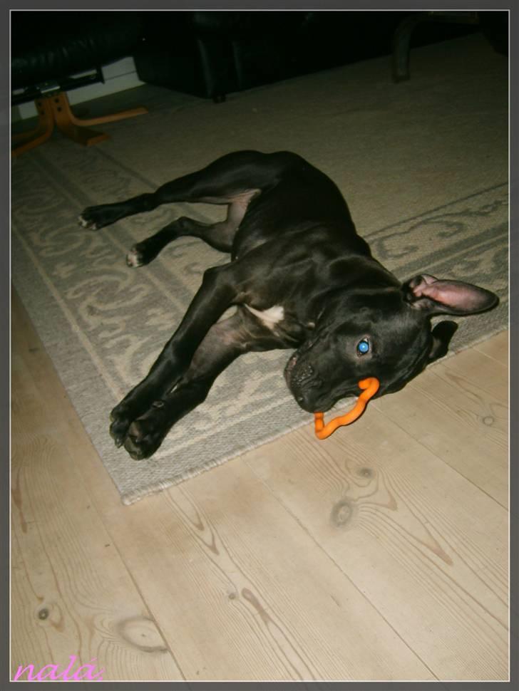 Amerikansk staffordshire terrier - nála - kom så !  billede 3