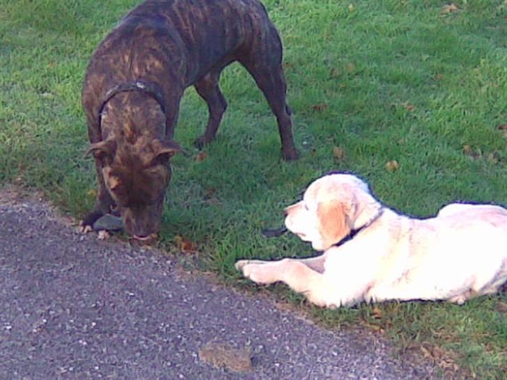 Amerikansk staffordshire terrier TILLE ***RIP*** - lege kammerat charlie billede 6