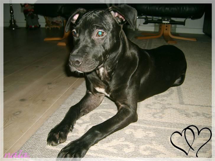 Amerikansk staffordshire terrier - nála - Nála. billede 4