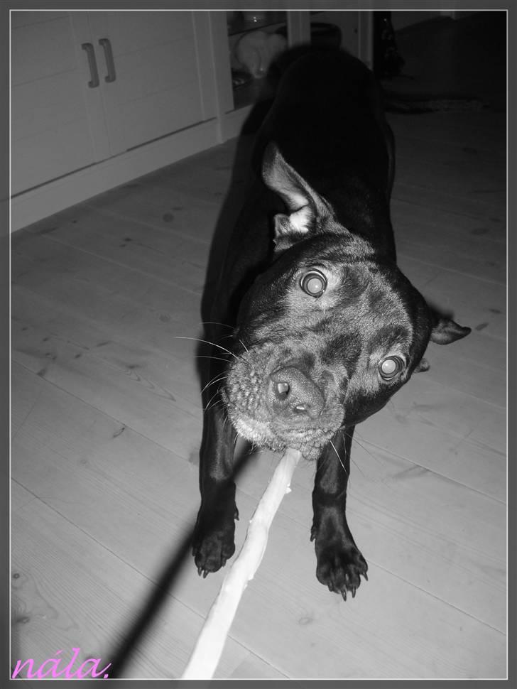 Amerikansk staffordshire terrier - nála - grrr ..  billede 5