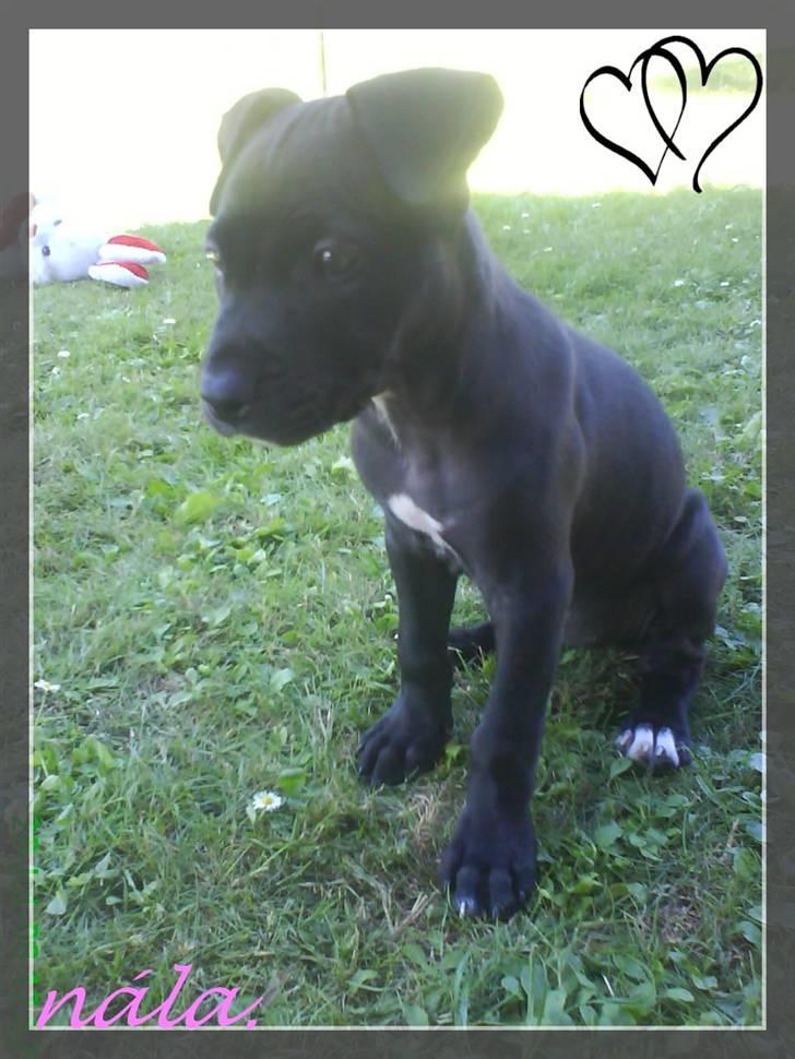 Amerikansk staffordshire terrier - nála - sommér 08. billede 6