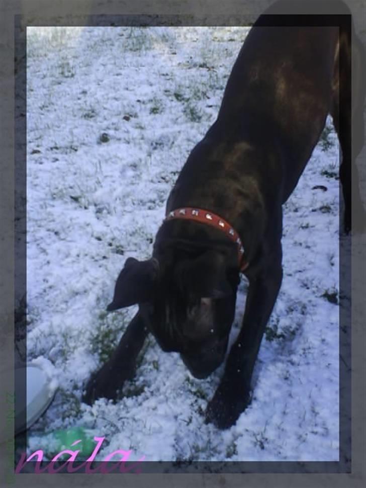 Amerikansk staffordshire terrier - nála - - jeg har dig!  billede 7