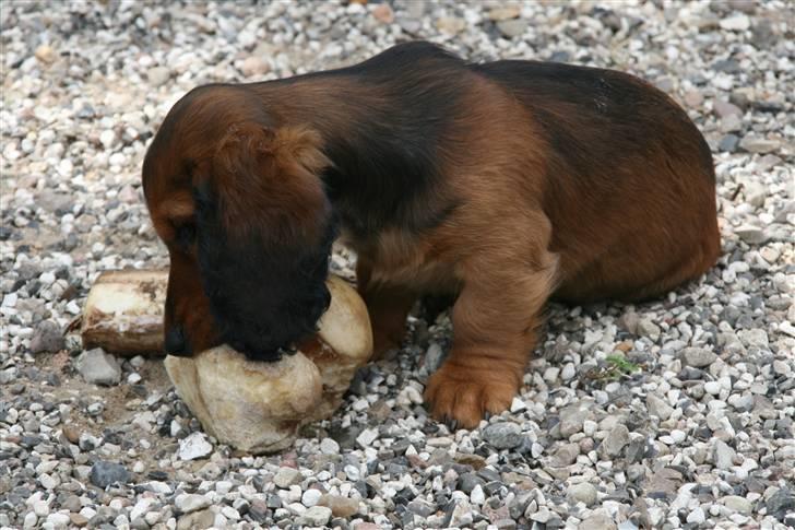 Gravhund Basotto´s Debbie billede 9