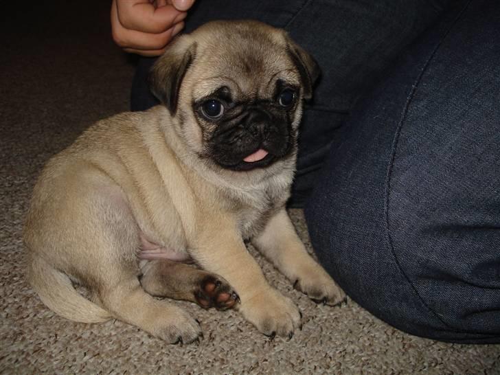 Mops Thico billede 1