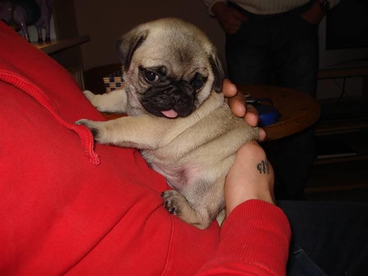 Mops Thico billede 2