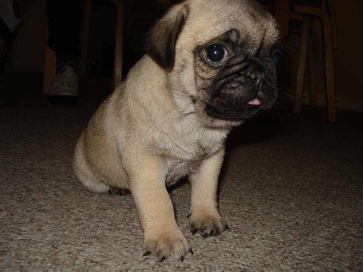 Mops Thico billede 3