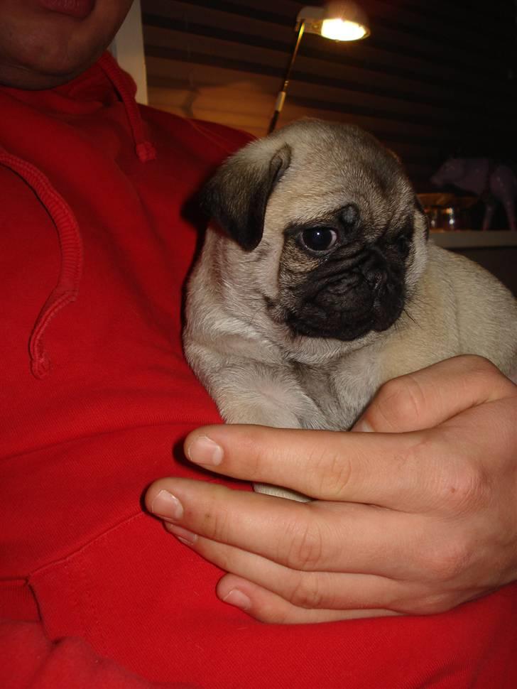 Mops Thico billede 4