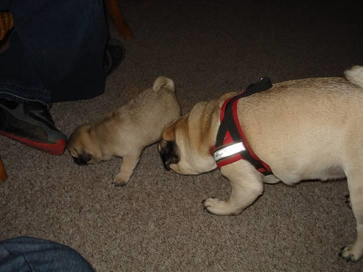 Mops Thico - Thila´s første møde med lillebror.. billede 5