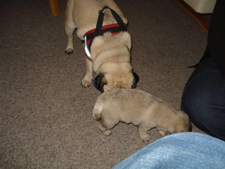 Mops Thico - hmm.. hvad er han for en..! billede 6