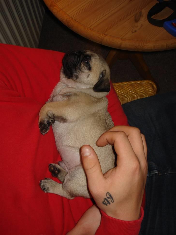 Mops Thico billede 7