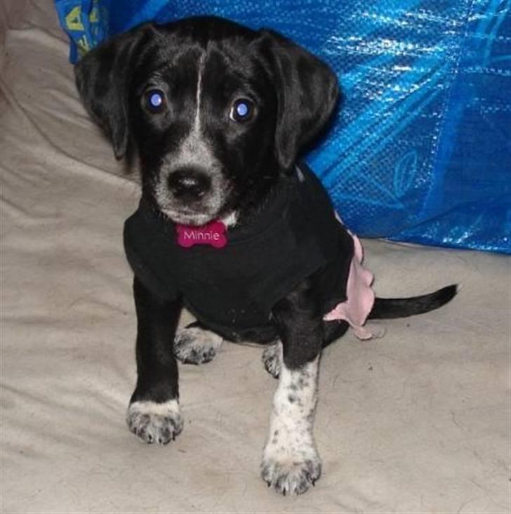 Dansk svensk gaardhund Minnie . billede 1