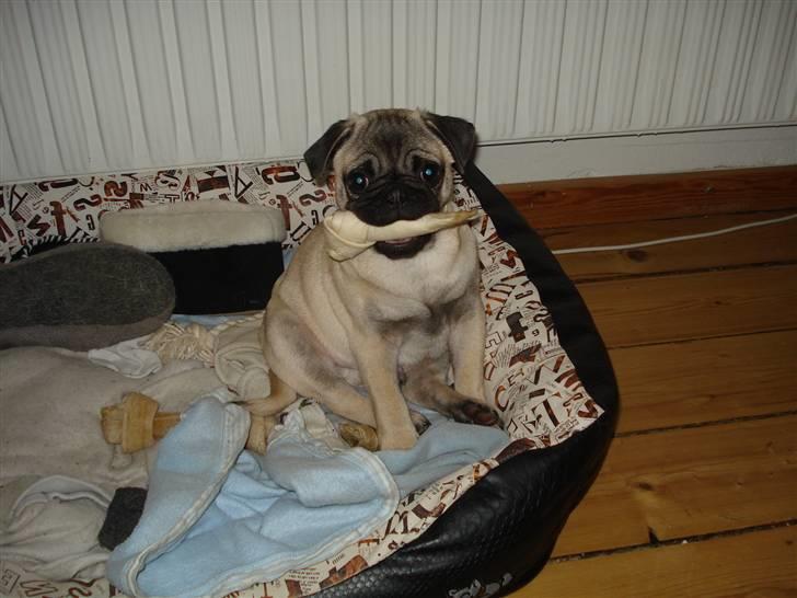 Mops Thico billede 8