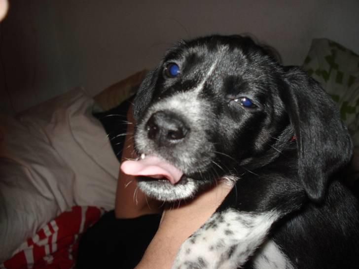 Dansk svensk gaardhund Minnie . - det ser pænt sjovt ud når man puster hende i hovedet :P billede 2