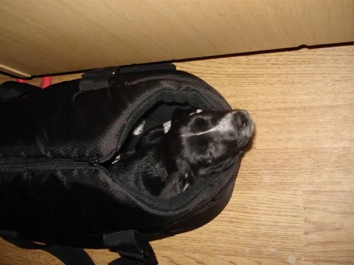 Dansk svensk gaardhund Minnie . - Minnie sover i sin taske, den er dejlig varm . billede 3