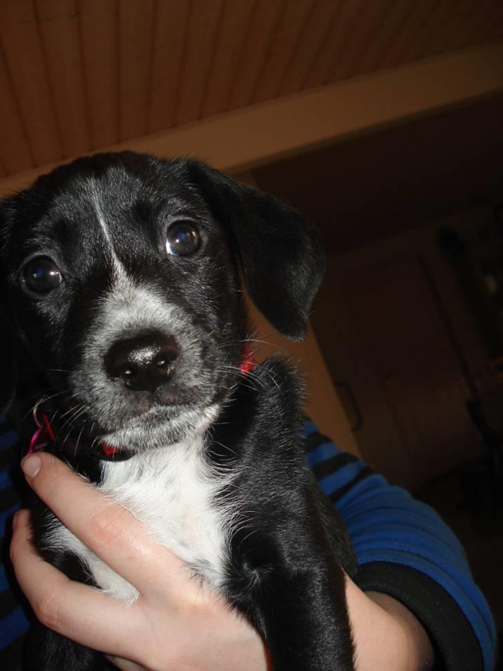 Dansk svensk gaardhund Minnie . billede 4