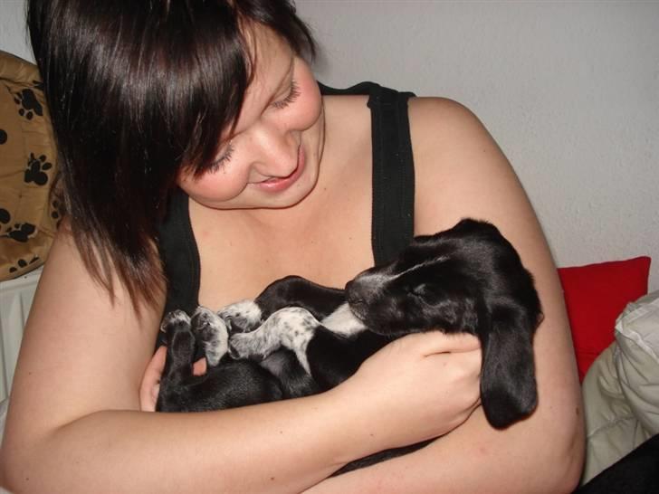 Dansk svensk gaardhund Minnie . billede 5