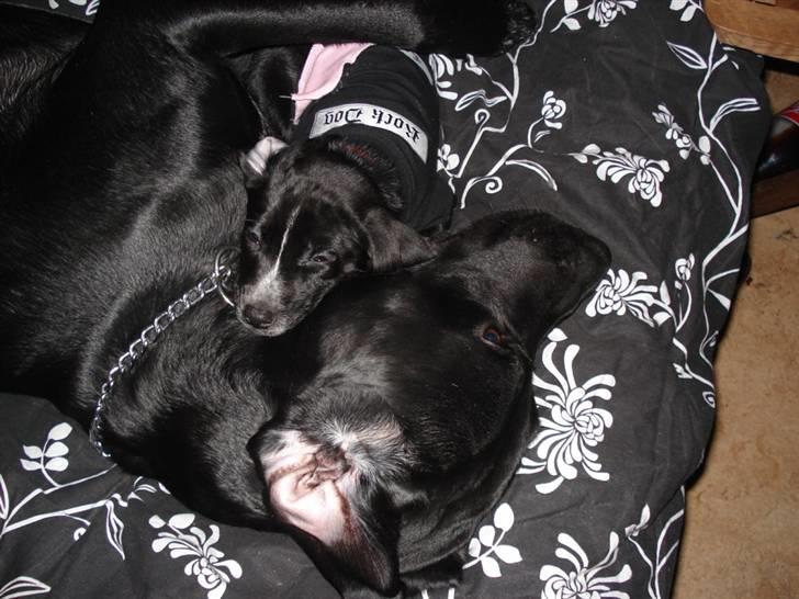 Dansk svensk gaardhund Minnie . billede 6