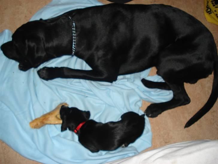 Dansk svensk gaardhund Minnie . - Vores 2 guldklumper. Minnie, dansk-svenskgårdhund 8uger, + Vores labrador Buzz 16mdr. billede 7