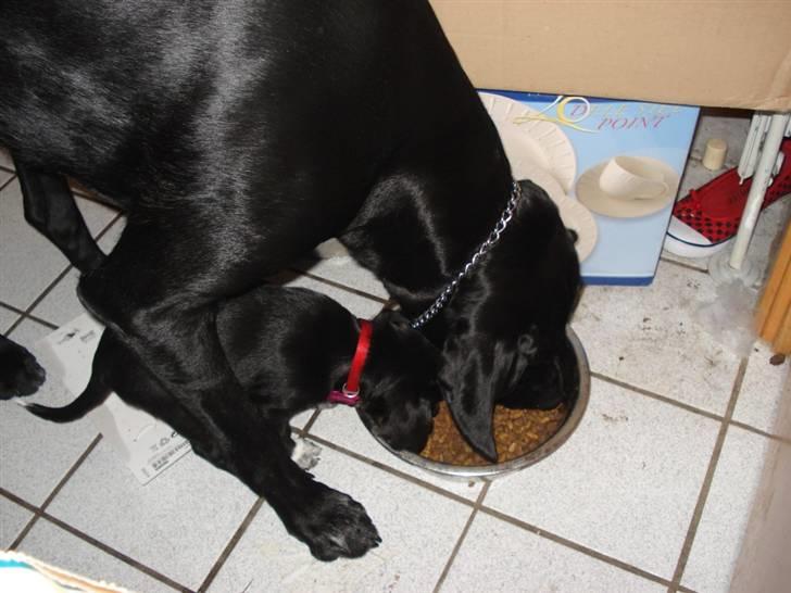 Dansk svensk gaardhund Minnie . - Det er vældig hyggeligt at dele madskål :) billede 8