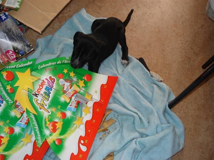 Dansk svensk gaardhund Minnie . - Minnie troede vi skulle dele min chokolade julekalender. haha billede 9