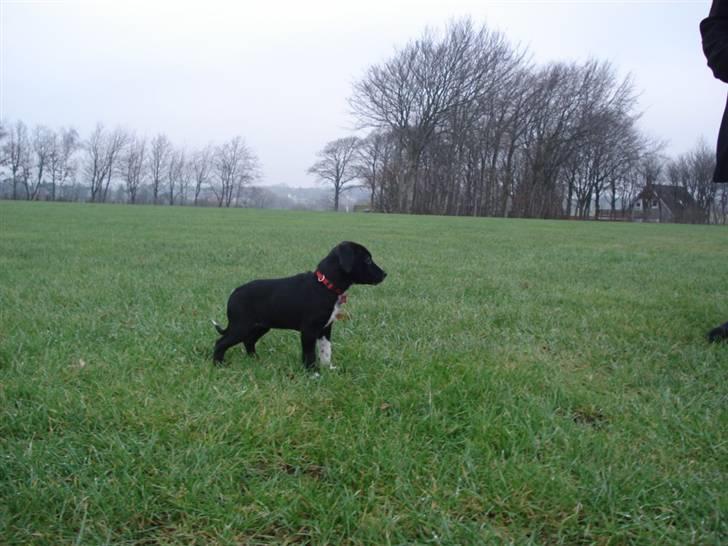 Dansk svensk gaardhund Minnie . billede 10