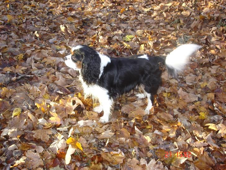 Cavalier king charles spaniel Agersbøl´s Figo (død juni 2011) - Figo og jeg på tur i skoven billede 15