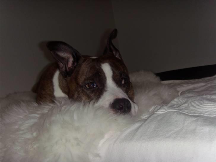 Amerikansk staffordshire terrier <'3 -Louisianna-<'3 R.I.P billede 14