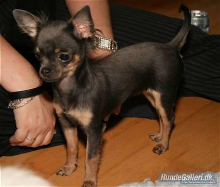 Chihuahua Lykke R.I.P billede 19