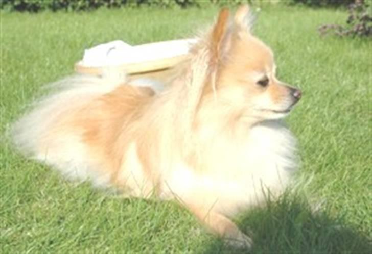 Pomeranian Tulle billede 19