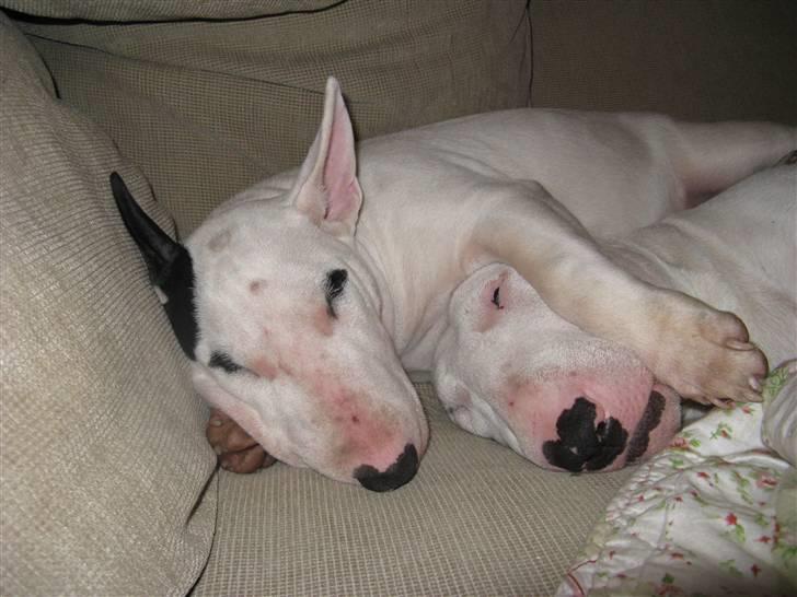 Bullterrier Balder+++R.I.P.+++ - Hende Sonja elsker at ligge tæt billede 8