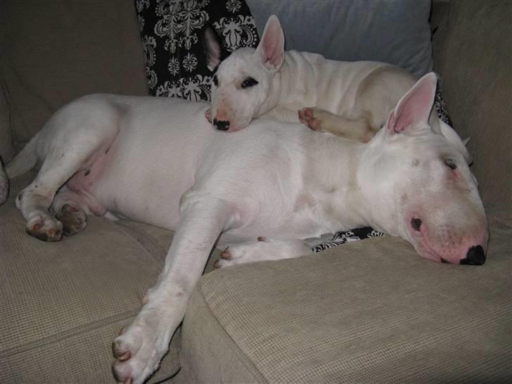 Bullterrier Balder+++R.I.P.+++ - Ja hun kan sove ovenpå mig...hmmm billede 9