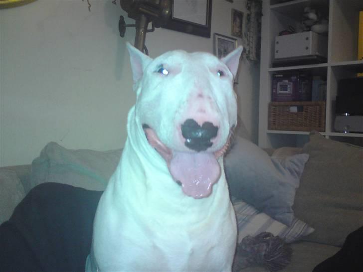 Bullterrier Balder+++R.I.P.+++ - Den gladeste buller... billede 10