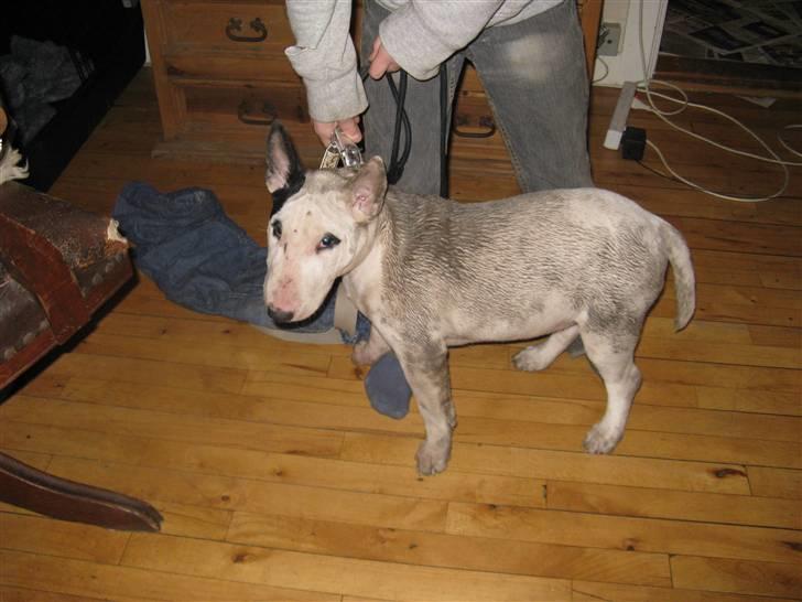 Bullterrier Sonja aka Dina Diamant - Sådan ser en mosegris ud efter hundetræning billede 8
