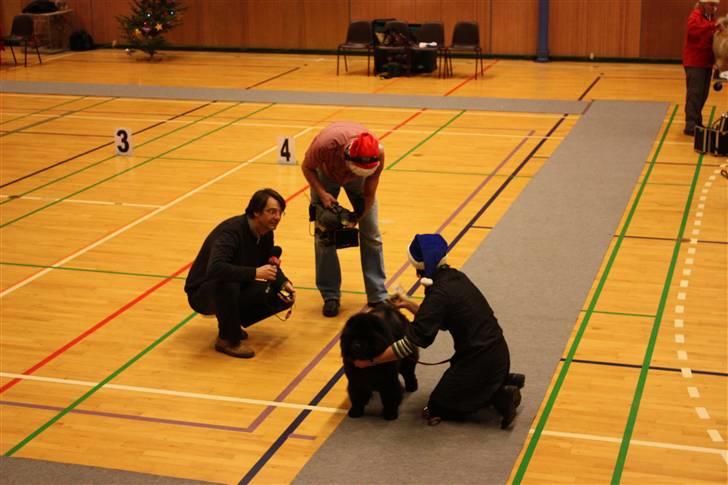 Chow chow Dai Lan Zung Tzung Le - Diva - optagelse til TV Syd - 131208 billede 8