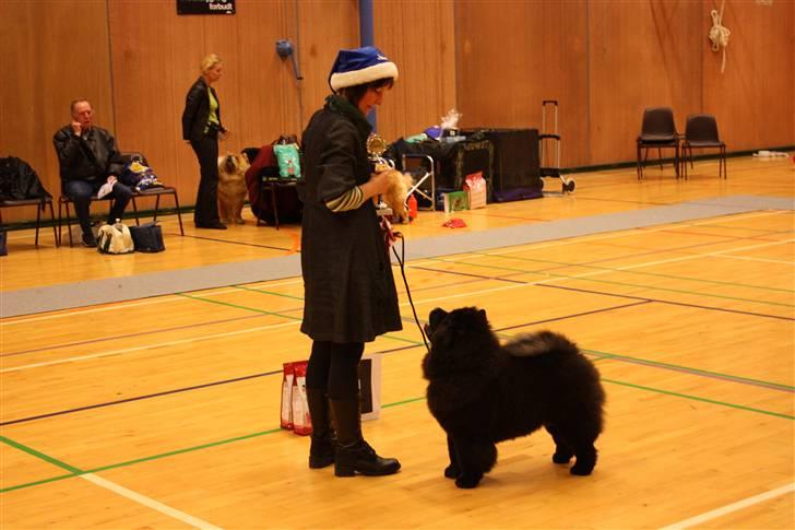 Chow chow Dai Lan Zung Tzung Le - Diva - Skuets bedste Baby/Hvalp 131208 billede 9