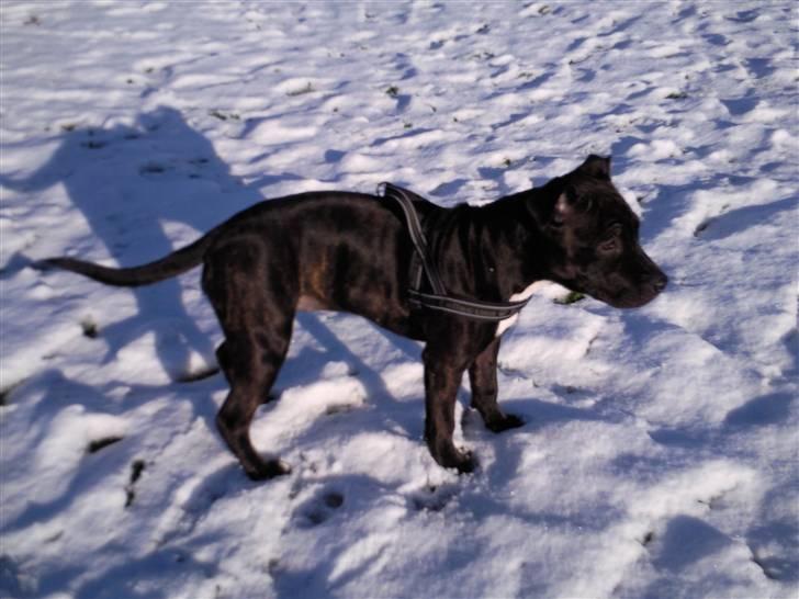 Staffordshire bull terrier Lisa - Lisa's første sne ;) billede 11