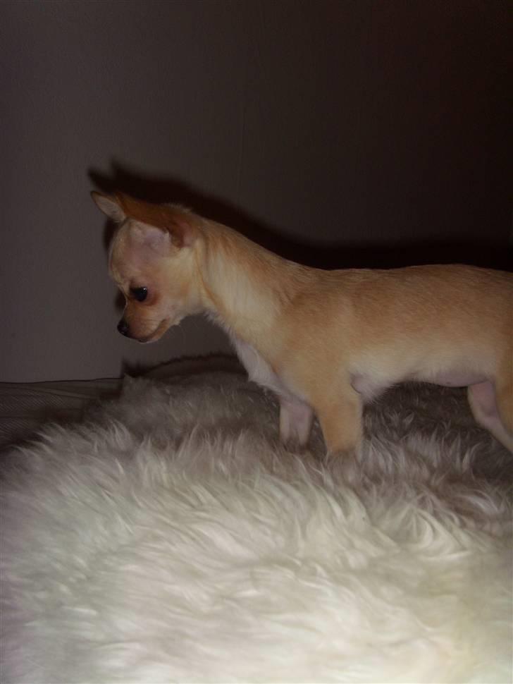 Chihuahua ¨˜”°º•Gucci•º°”˜¨ billede 14